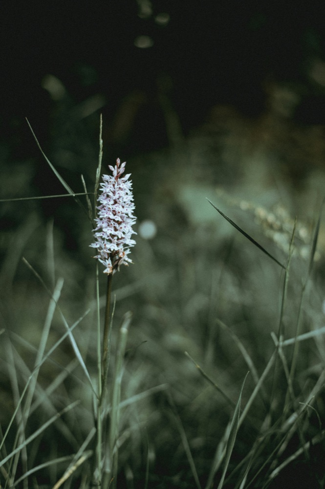 Fleur sauvage dans les hautes herbes